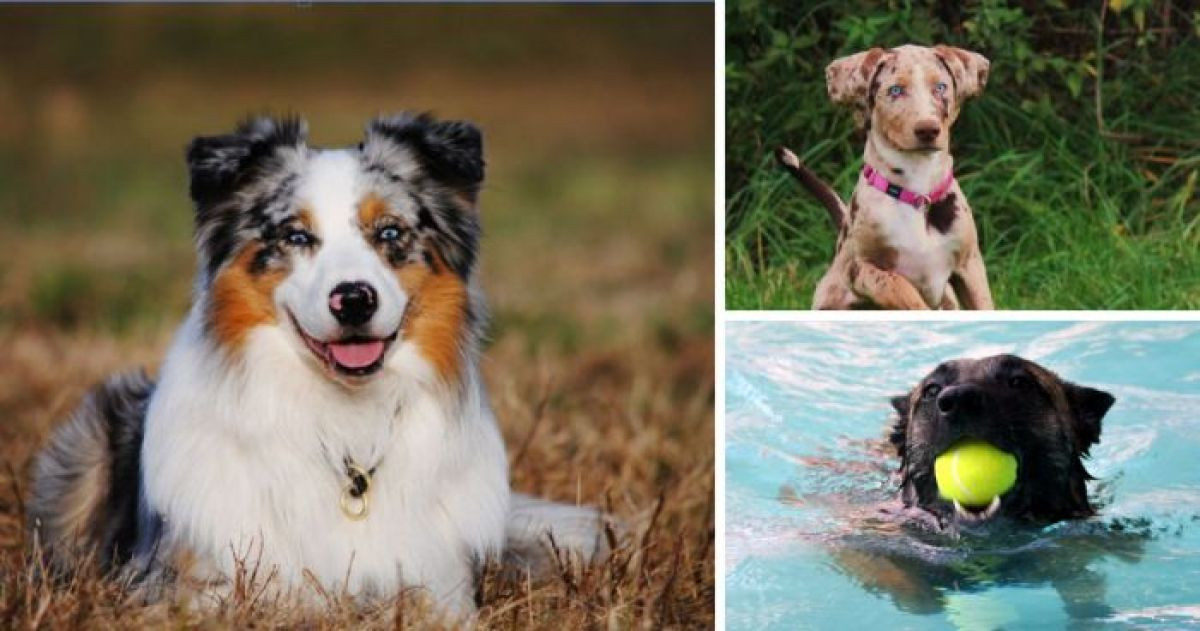 The Top Dog Breeds That Are Most Likely To Run Away