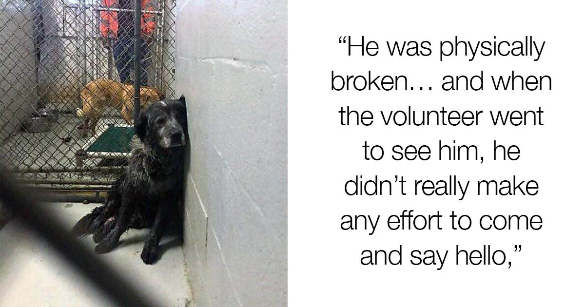 Dog Labelled "Broken" Finally Can't Stop Smiling After Being Rescued