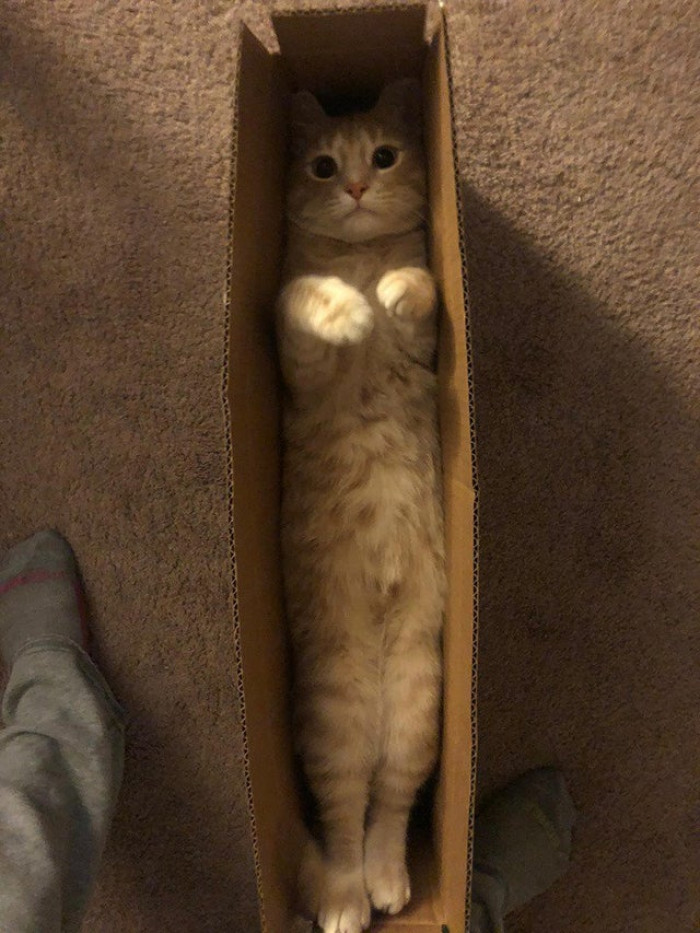 29. Mail order kitty can fit in any box