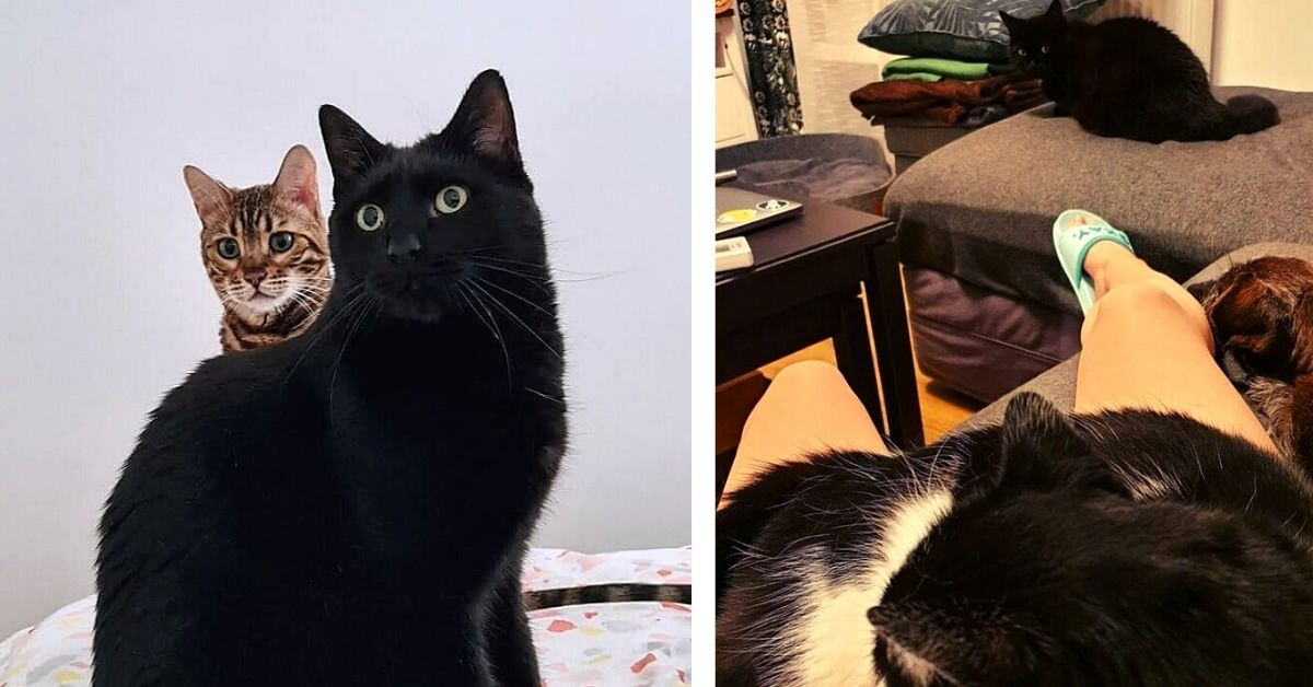 23 Photos That Prove How Cats Easily Get Jealous When They Are Not