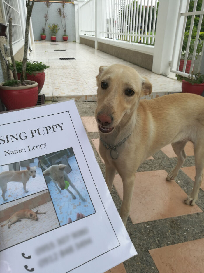 50 Heartwarming Photos Of Missing Dogs Returning To Their Homes