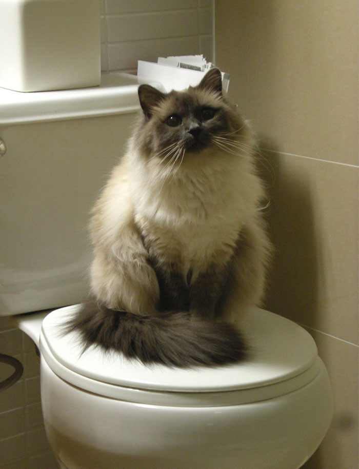 The cat toilet-trained himself.