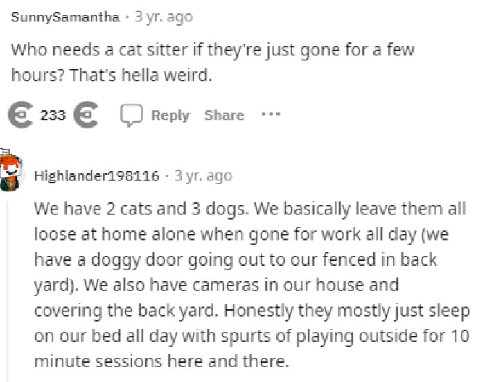 when-catsitting-becomes-playdate-choosing-beggar-s-creative-tactic-to