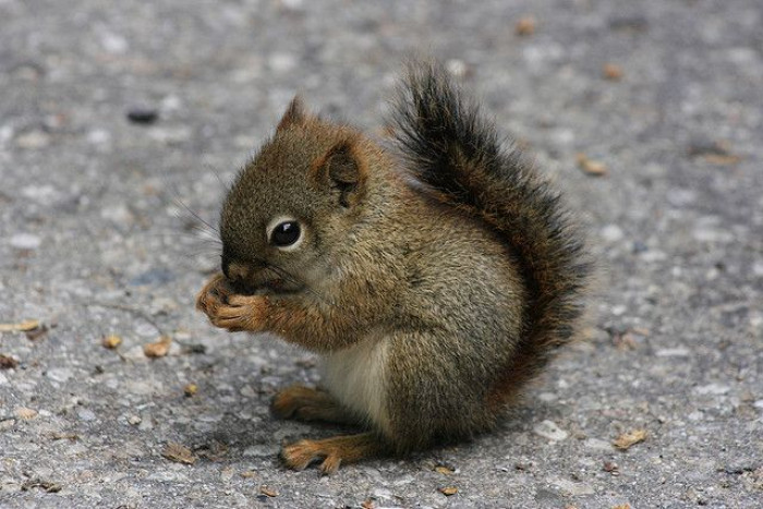 The baby squirrel was named Carl after being taken care of by the rescue center workers.