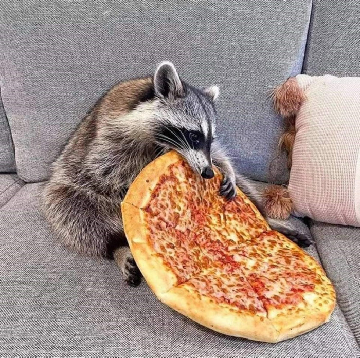 18. In case you were wondering how a raccoon would eat a pizza.