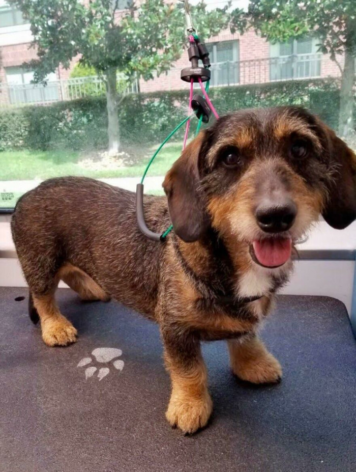 31. We Adopted A Senior Dog And Love Him More Every Day. This Is Teddy After His First Bath