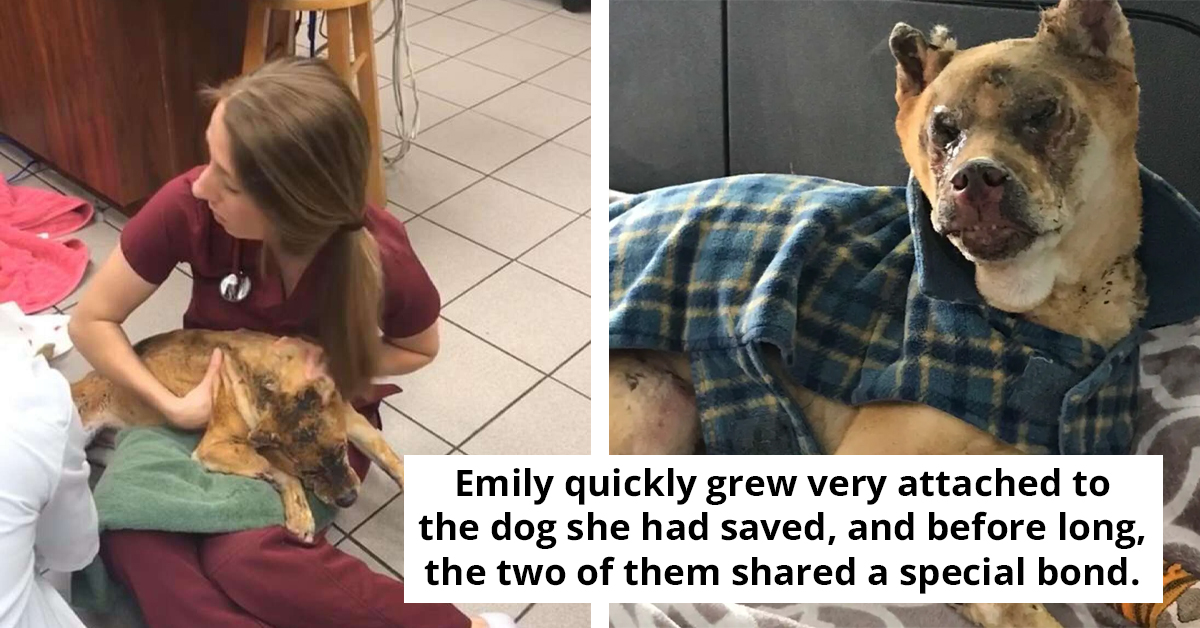 Compassionate Vet Comforts Injured Dog In Kennel After Fire