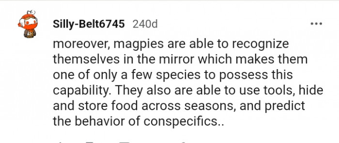 This Redditor is talking about the wonderful abilities of magpies