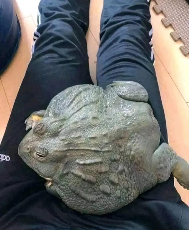 18. Giant South African Bullfrog.