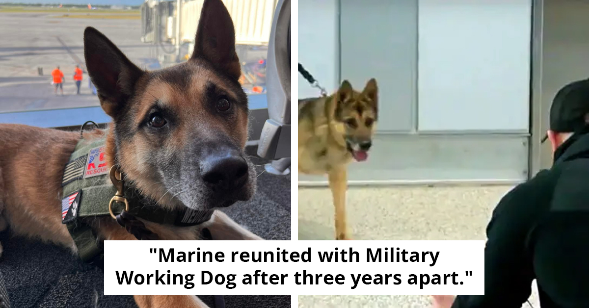 Military Dog Reunites With Handler After Years Apart