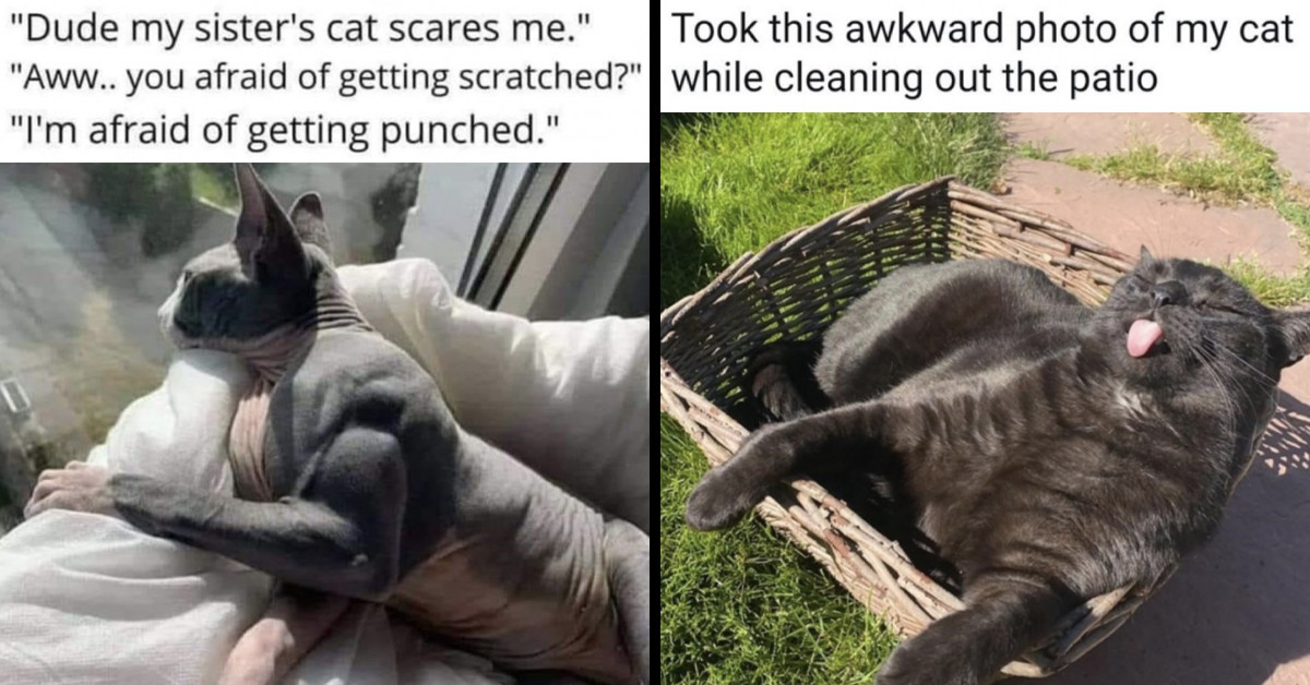 Paws Right There And Enjoy These 22 Funny Memes And Photos That Every Cat Addict Will Love