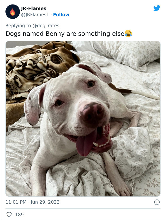Here's another dog named Benny