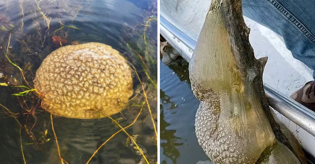 Mysterious 'Alien Egg Pods' Discovered In Reservoir – Expected To Multiply