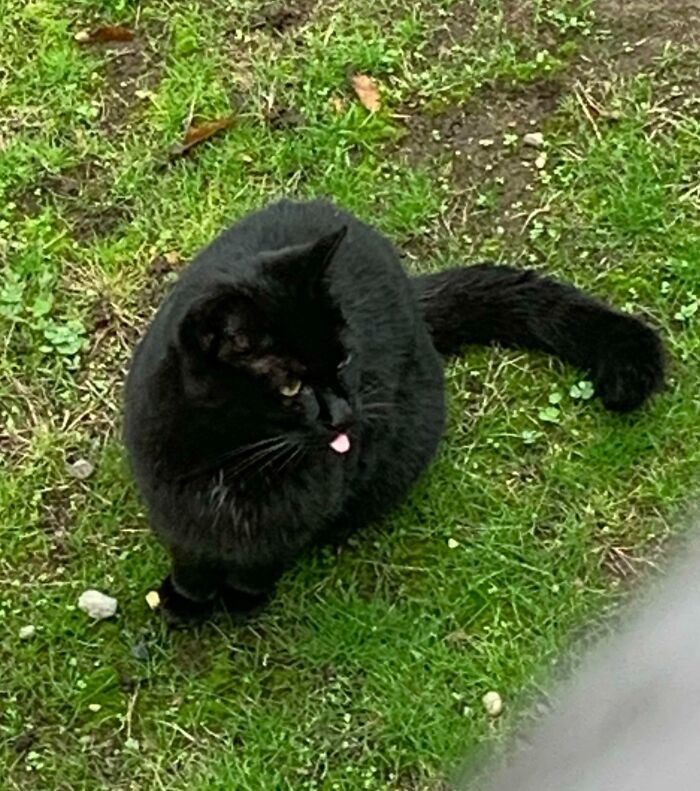 48. Black Cat I Befriended In My Backyard