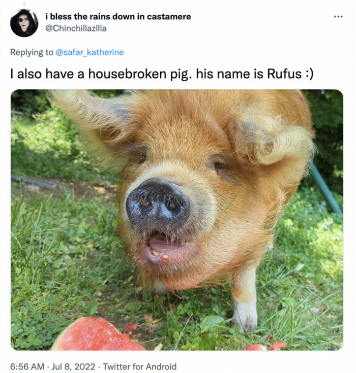 11. Meet Rufus