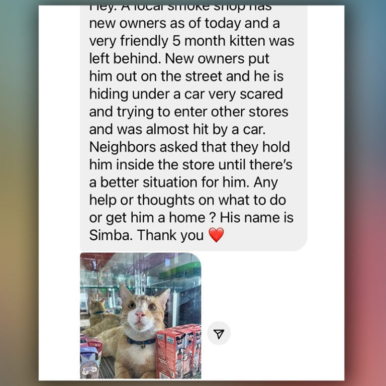 When the rescue shared Simba's story, people volunteered to help and offer foster care.