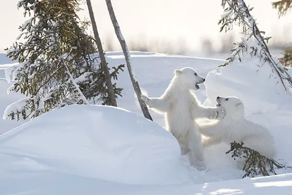 After enduring freezing temperatures for hours, she finally achieved her goal and spotted five polar bear families.