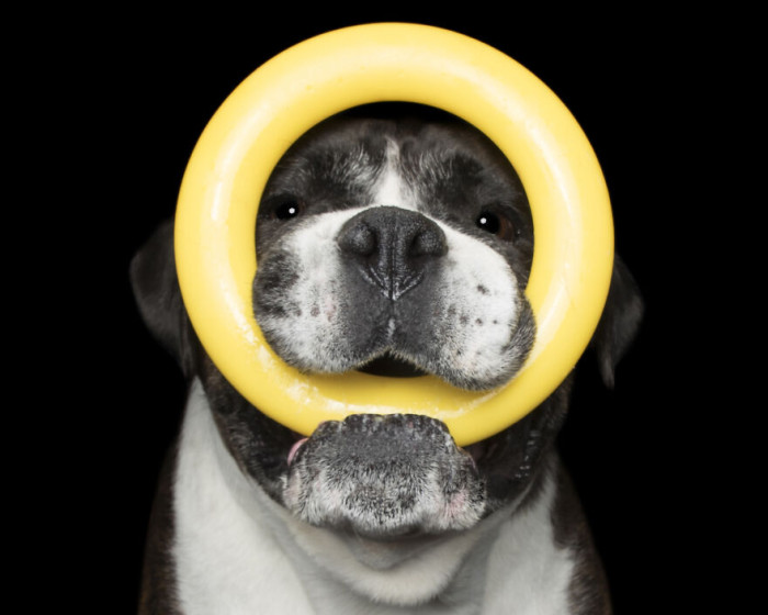 11. Dozer And The Yellow Ring