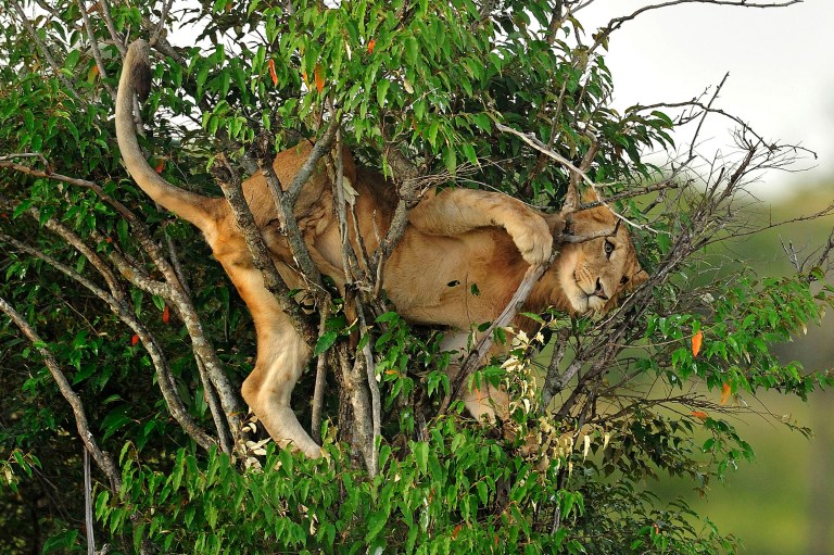 A lion got stranded in a tree in the Masai Mara National Park in Kenya