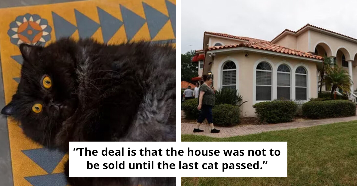 Tampa Woman Leaves Mansion And Inheritance To Her Seven Persian Cats