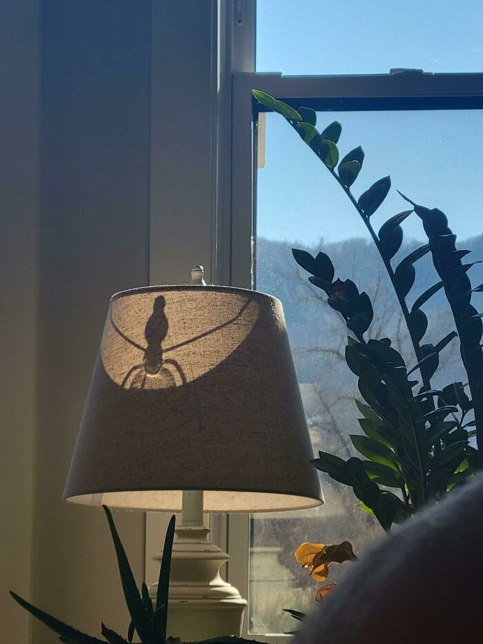 45. The Sun Casting Shadow On My Lamp Makes It Look Like A Terrifying Spider Hiding Within