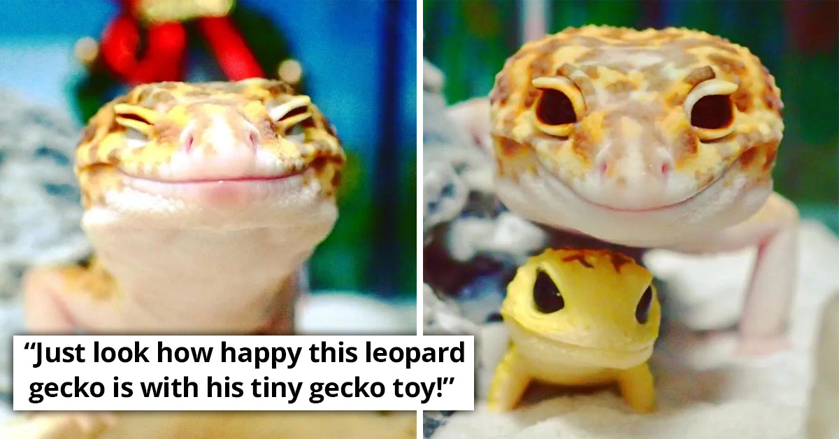 This Adorable Gecko Loves To Hang Out With His Twin Toy Gecko And We Can't Get Enough Of It