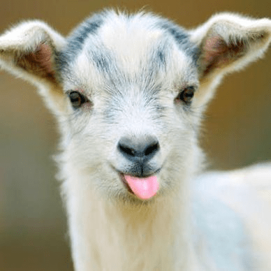 3. This is the cutest and funniest image at the same time - A goat sticking out its tongue