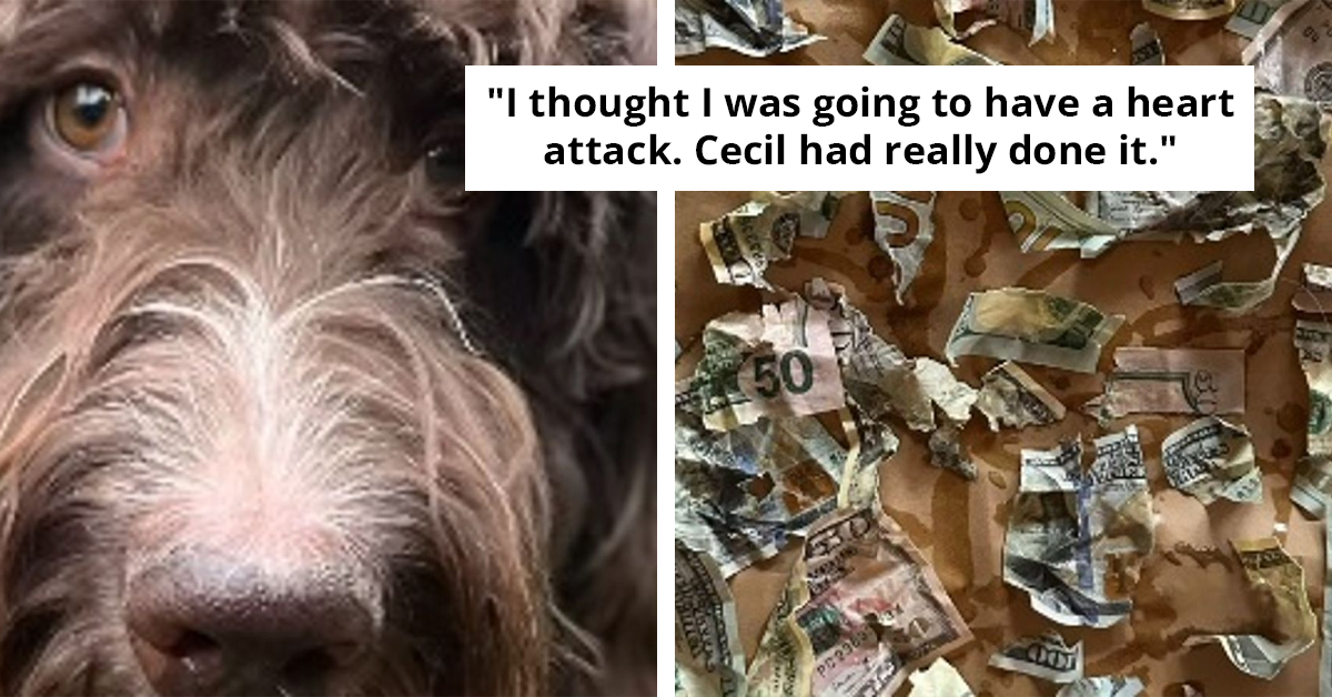 Dog Leaves His Owners In Utter Shock After Eating $4000 In Cash