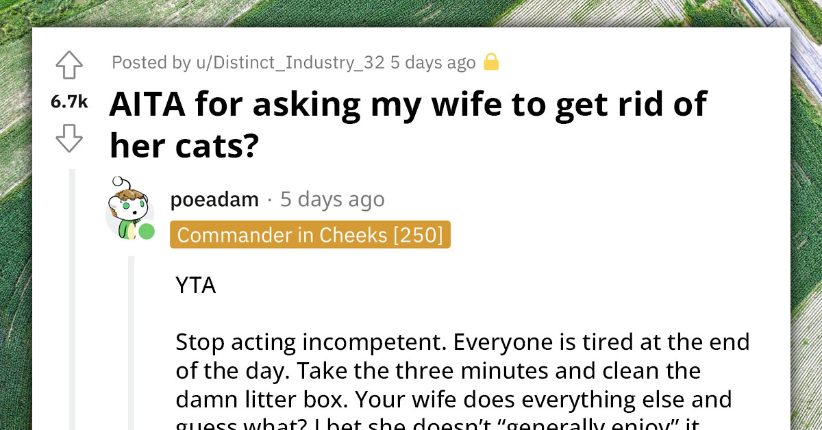 Redditor Can't Handle Chores While His Wife Is Pregnant, Wants To Rehome Wife's Cats, But Not His Dog
