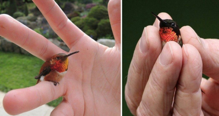 This delicate bird is one of nature’s smallest and a true evolutionary marvel