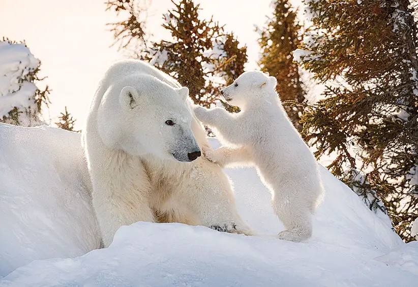 Daisy Gilardini traveled to capture photos of a polar bear and her cubs.