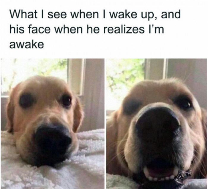 11. The smile this dog owner sees the first thing in the morning.