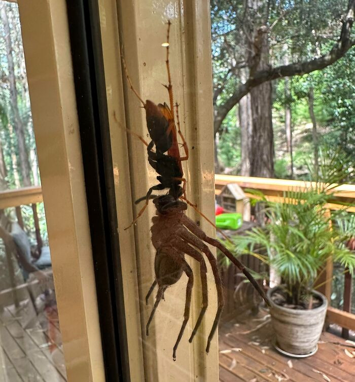 7. Wasp versus Huntsman. They will never venture outdoors again