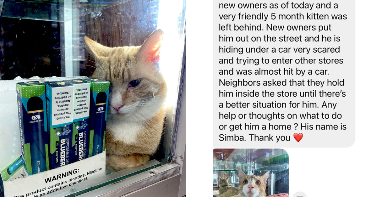 The Heartwarming Tale Of Simba, The Abandoned 'Shop Cat' Given A Second Chance