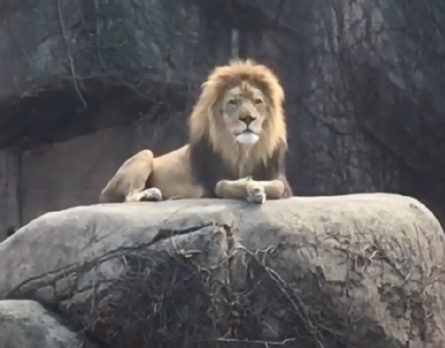 A circus-born lion was left behind.