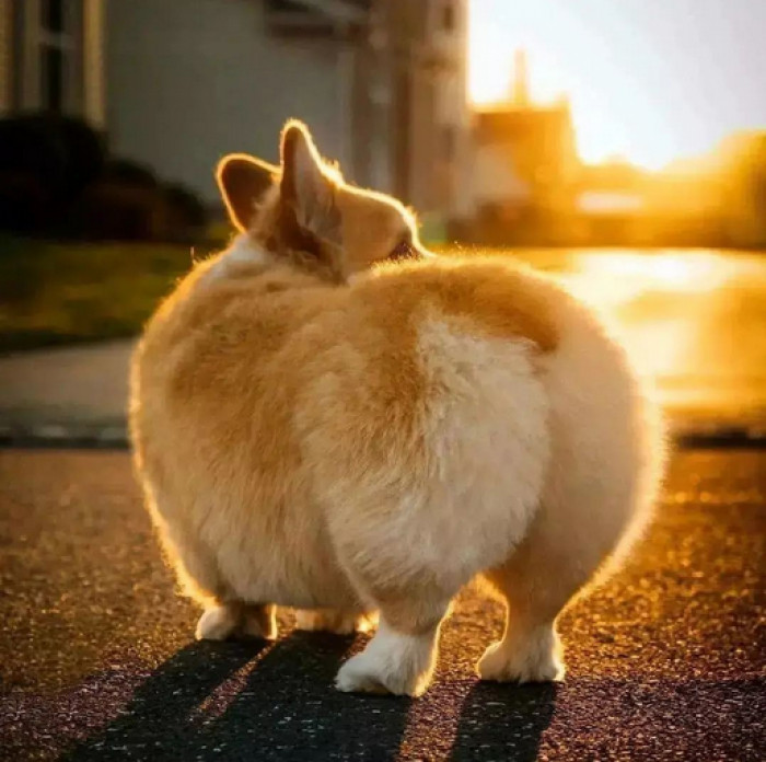 11. Don't you just love a good sunset featuring a majestic, floofy peach? Me, too.