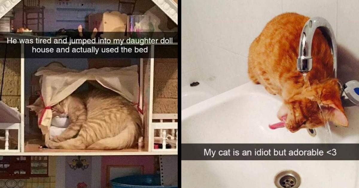13 Wholesome Cat Memes Curated For You To Have A Good Laugh Today