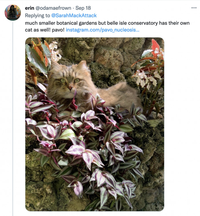 Not long after, other scene-stealing orange cats from all over the world flooded Dr. McAnulty's replies