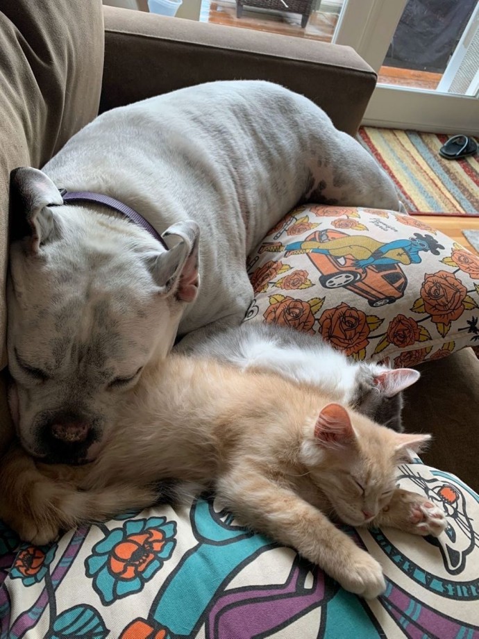 The two brothers enjoyed playtime together and always snuggled up to Pickles when they needed rest.