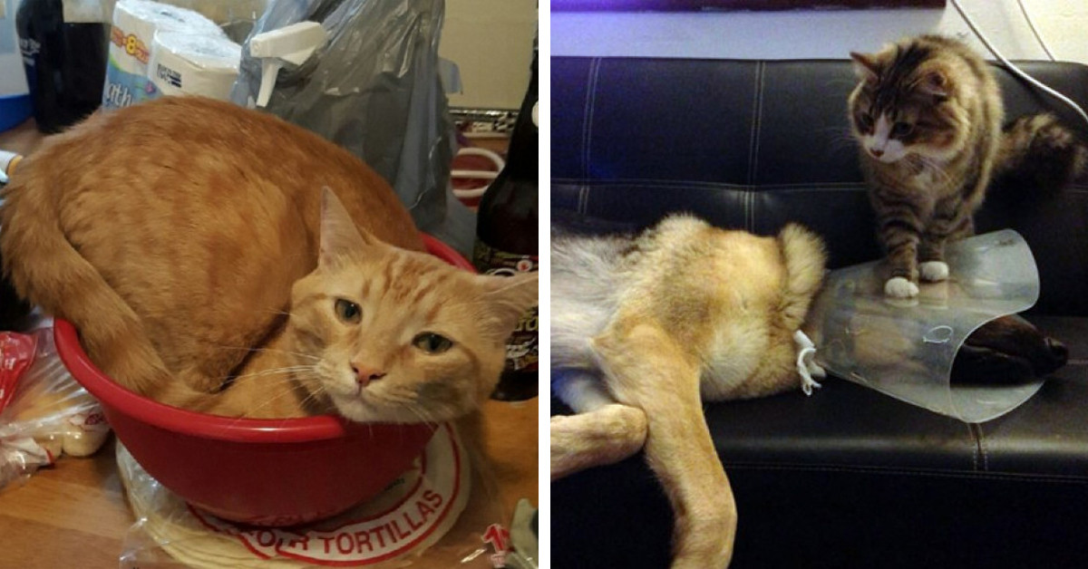 20 Things Only Cat Owners Will Always Find Relatable As Heck