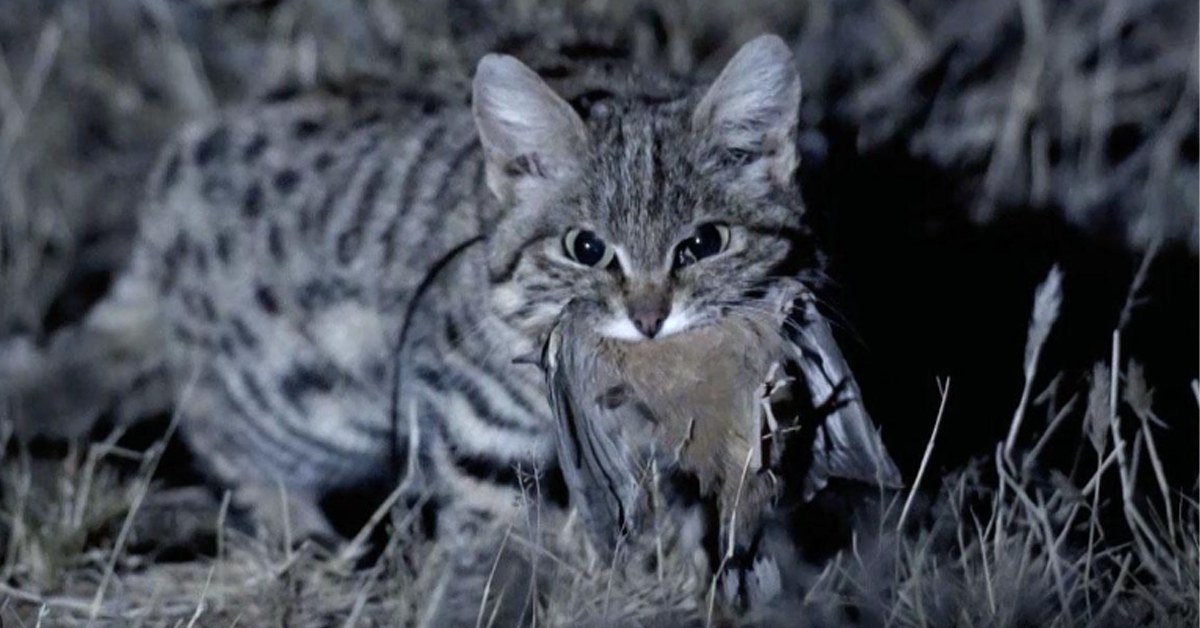Gaia, The World's Deadliest Cat, Makes A Roaring Entrance At Utah's Hogle Zoo.