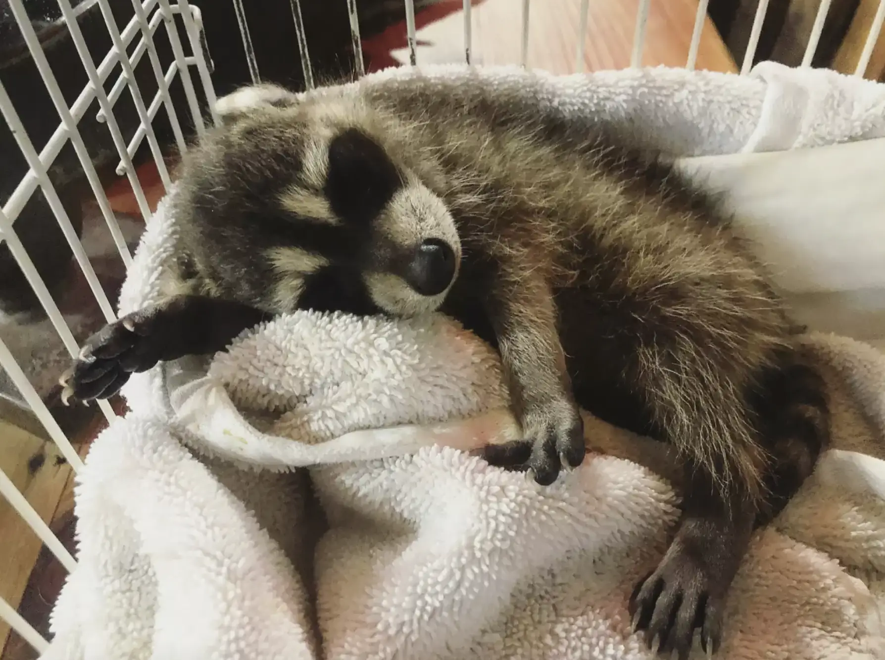 Carrie Long adopted and cared for a baby raccoon.
