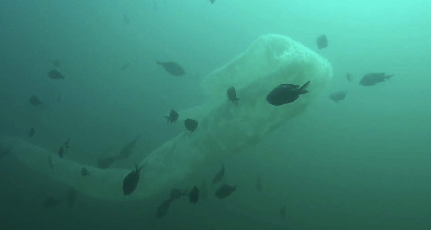 A mesmerizing creature was caught on camera underwater, surrounded by smaller sea creatures.