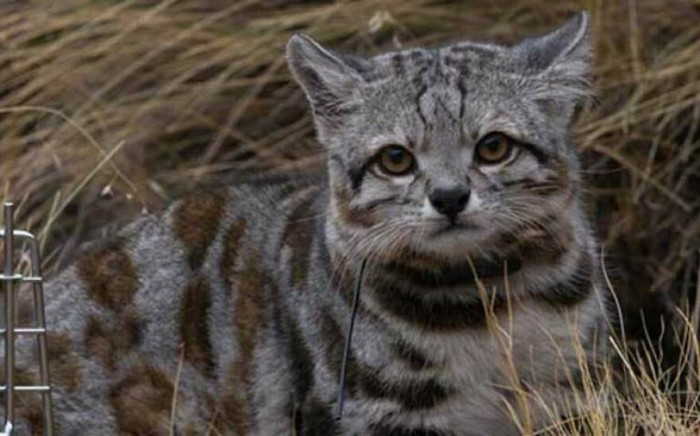 South America Has Its Own, Much Smaller Version Of The Snow Leopard: Meet The Andean Mountain Cat (Leopardus Jacobita), A Close Relative Of The Jungle-Dwelling Ocelot