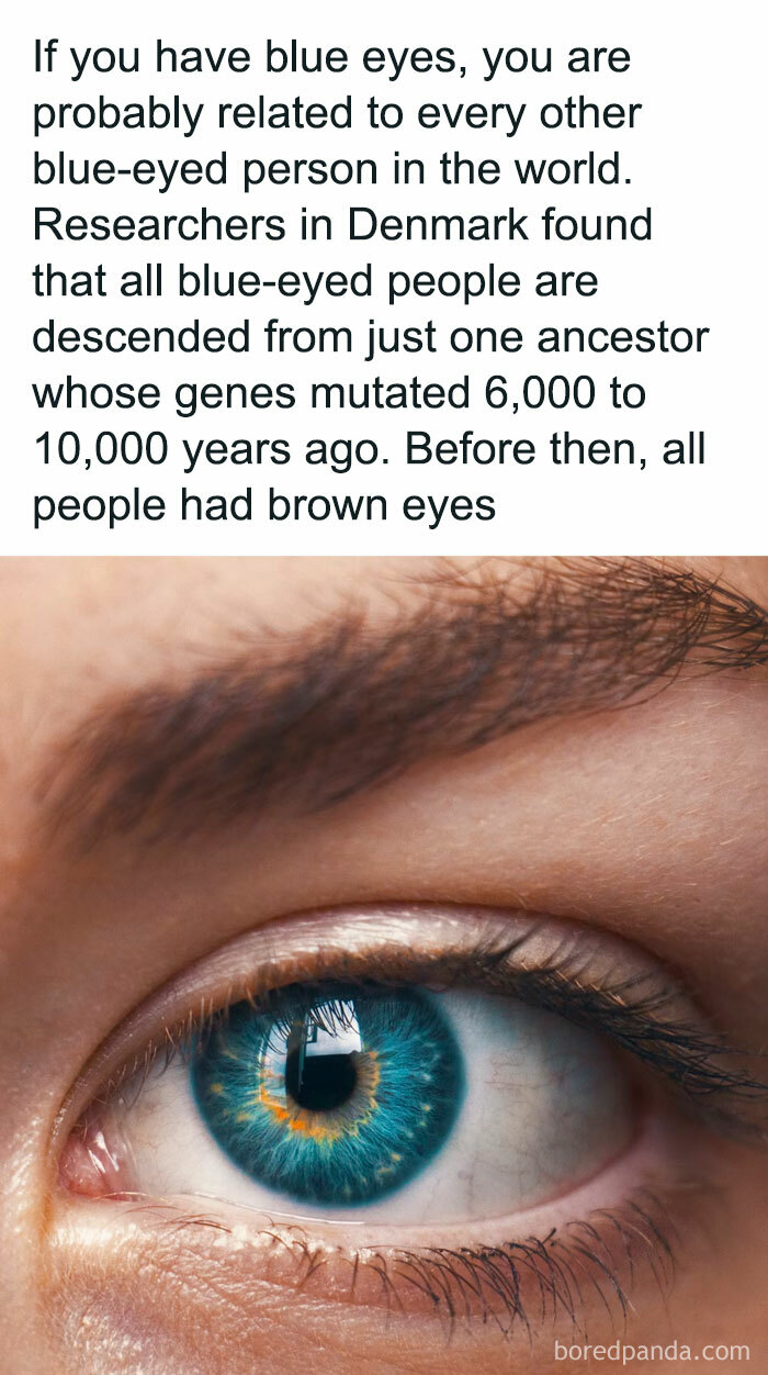 18. Any blue eye in the house?