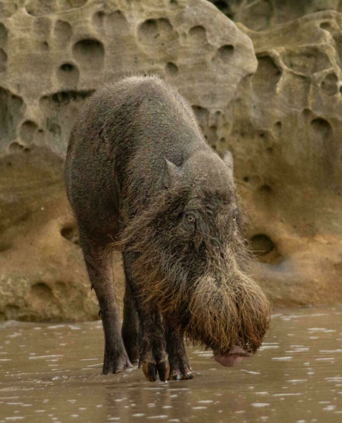 The Bornean Bearded Pig (Sus Barbatus)