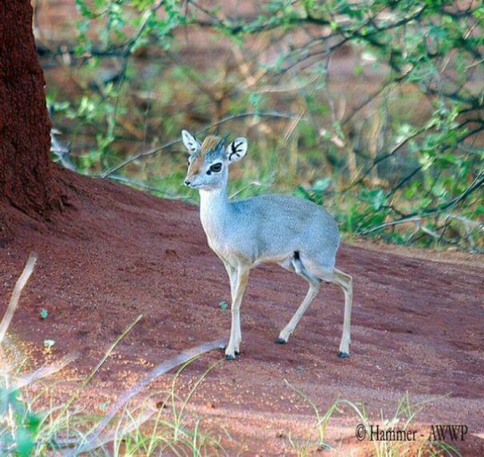 The Dik-Dik Antelope Refers To 4 Species Of The Genus Madoqua. This Is The Silver Dik-Dik (Madoqua Piacentinii), The Smallest Of The Genus, Native To Somalia And Ethiopia. Full Sized Ranges From 4-6.5 Pounds Max. They Have Sharp Hooves And Mark Their Territory With Their Tears!