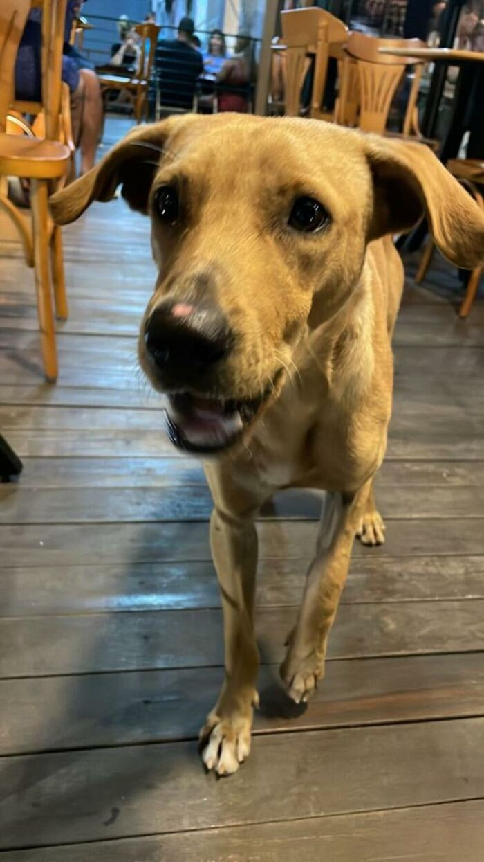The couple gave the dog a new name, Braiá Caramelo de Jesus