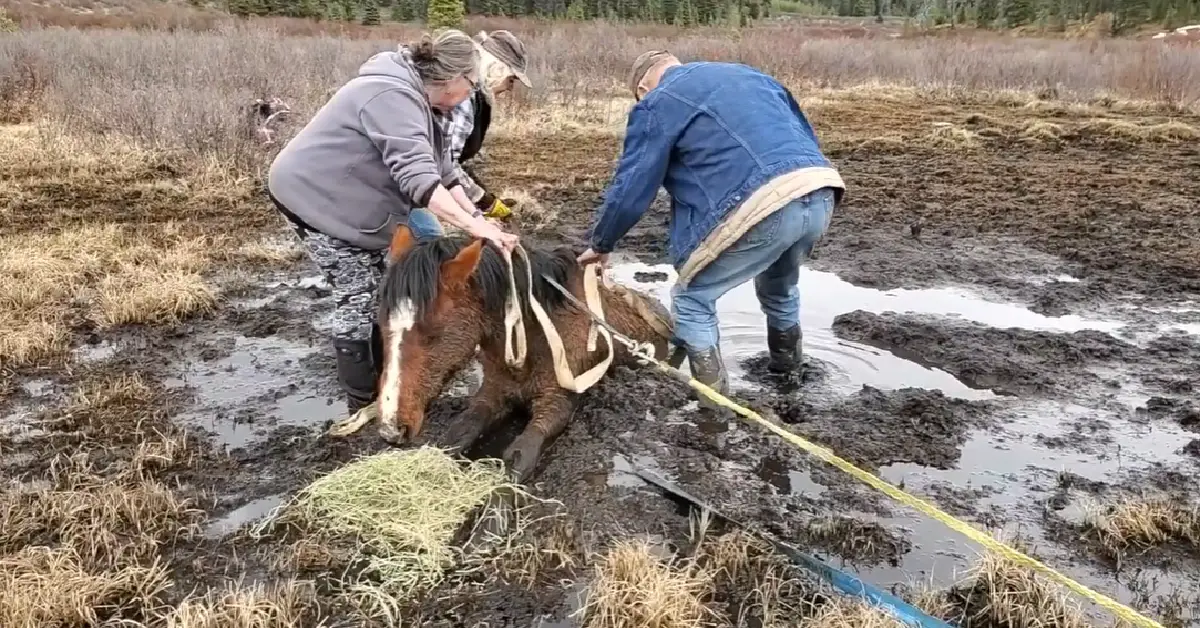 Despite the challenges, the kindhearted strangers teamed up and used different techniques to finally free the wild horse.