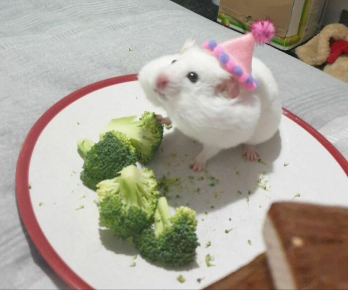 3. Stuffing your cheeks with broccoli is only relatable if you're also an adorable rodent.
